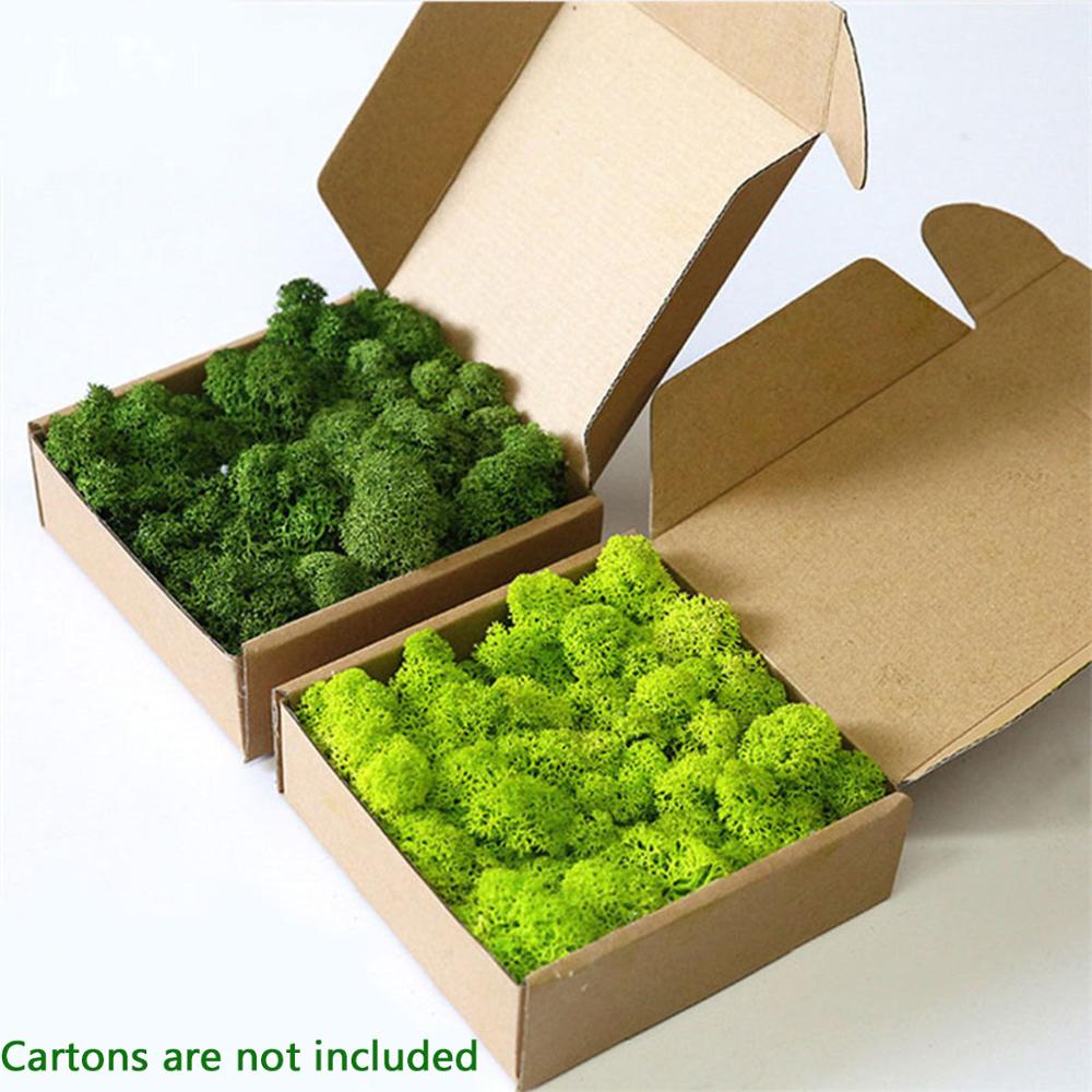 Sphagnum Moss Dry - Mousse Artificielle pour Décoration Murale, Plante,