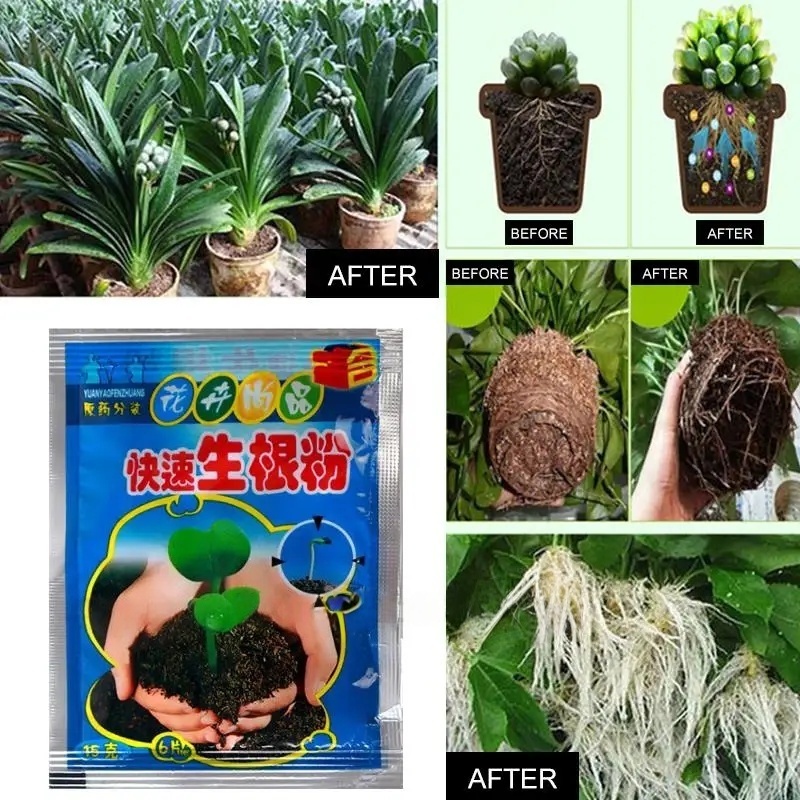 Poudre d'enracinement rapide p - Rooting Hormone Powder avis et prix