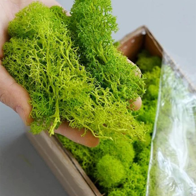 Mini plantes vertes artificiel - Sphagnum Moss Dry avis et prix