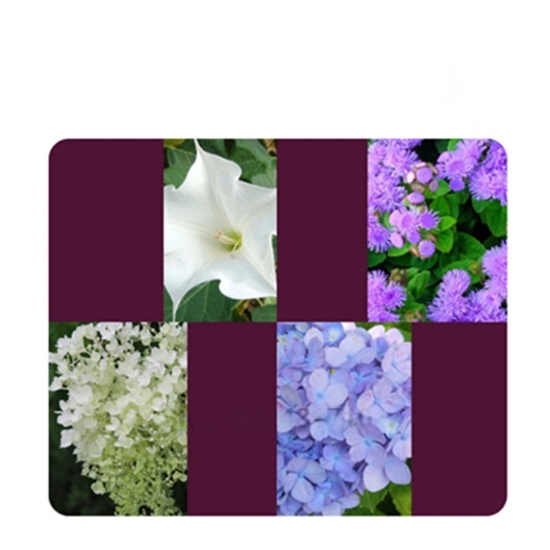 Poudre d'hormone d'enracinemen - Rooting Hormone Powder avis et prix